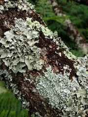 Physcia tribacioides