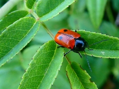 Cryptocephalus bipunctatus