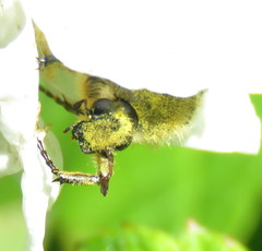 Trichiotinus assimilis