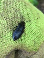 Melandrya caraboides