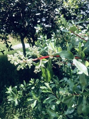 Escallonia paniculata