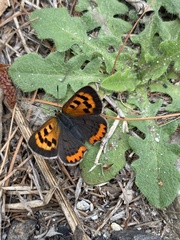 Lycaena phlaeas