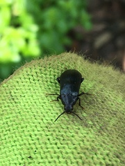 Melandrya caraboides