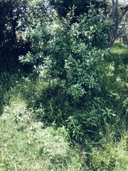 Escallonia paniculata