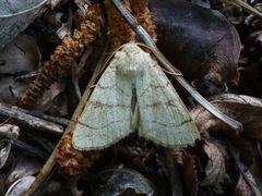 Charanyca apfelbecki