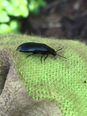 Melandrya caraboides