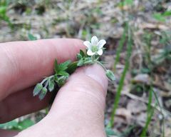 Geranium asiaticum