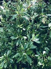 Escallonia paniculata