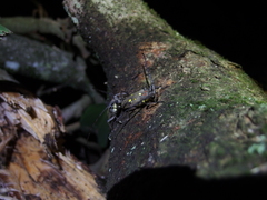Batocera rubus