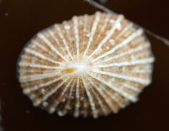 Puncturella multistriata