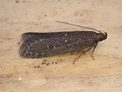 Neofaculta infernella