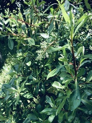 Escallonia paniculata