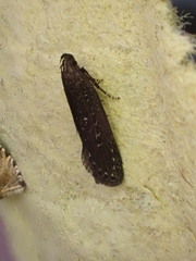 Neofaculta infernella