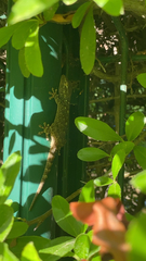 Tarentola mauritanica