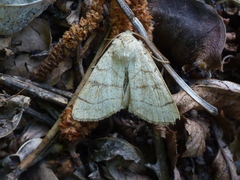 Charanyca apfelbecki