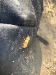 Xylotrechus insignis