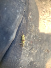 Xylotrechus insignis