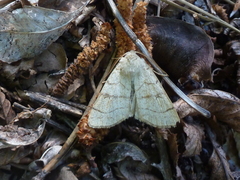 Charanyca apfelbecki