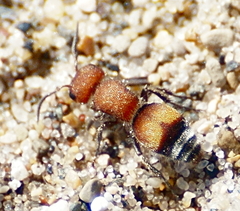 Pseudomethoca simillima