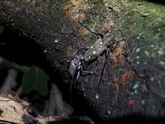 Batocera rubus