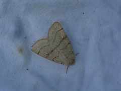 Charanyca apfelbecki