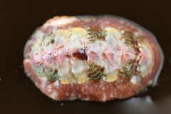 Boreochiton beringensis