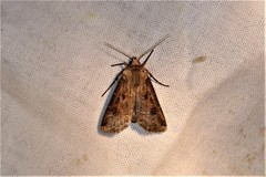 Agrotis clavis