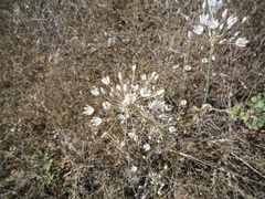 Allium inaequale