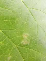 Podosphaera macularis