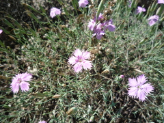 Dianthus hypanicus