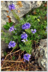 Veronica capsellicarpa