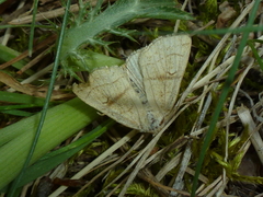 Charanyca apfelbecki
