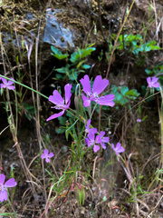 Clarkia biloba