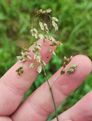 Anthoxanthum nitens