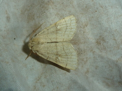 Charanyca apfelbecki