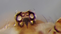 Psilochorus hesperus