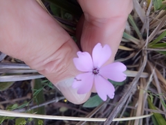 Eudianthe coeli-rosa image