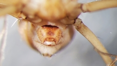 Psilochorus hesperus