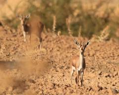 Gazella cuvieri