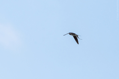 Hirundo rustica