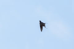 Hirundo rustica