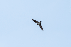 Hirundo rustica