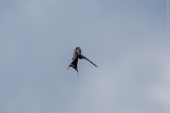 Hirundo rustica