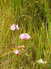 Sidalcea calycosa rhizomata