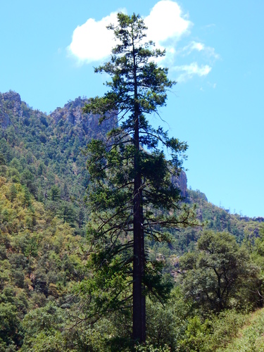 Rocky Mountain Douglas-fir (Pseudotsuga menziesii)