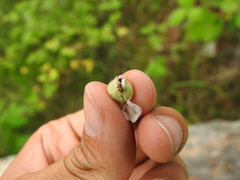 Meligethes denticulatus