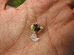 Meligethes denticulatus