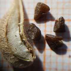 Astragalus stella - cruciatus
