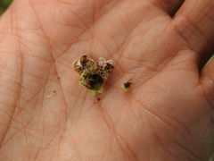 Meligethes denticulatus