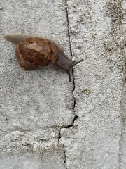 Cornu aspersum